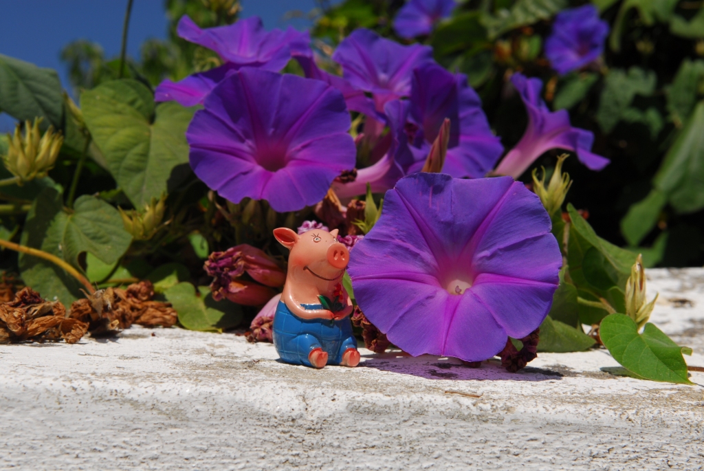 Gustav und die blaue Blume