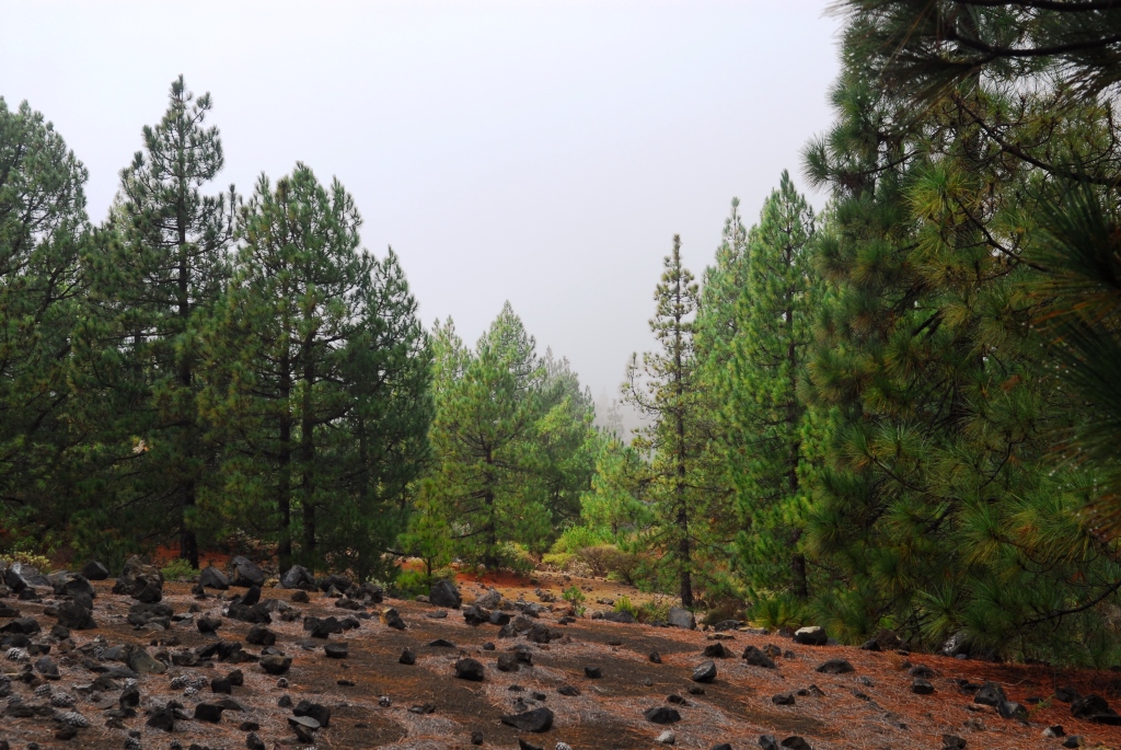 Pine woods on vulcanic ash