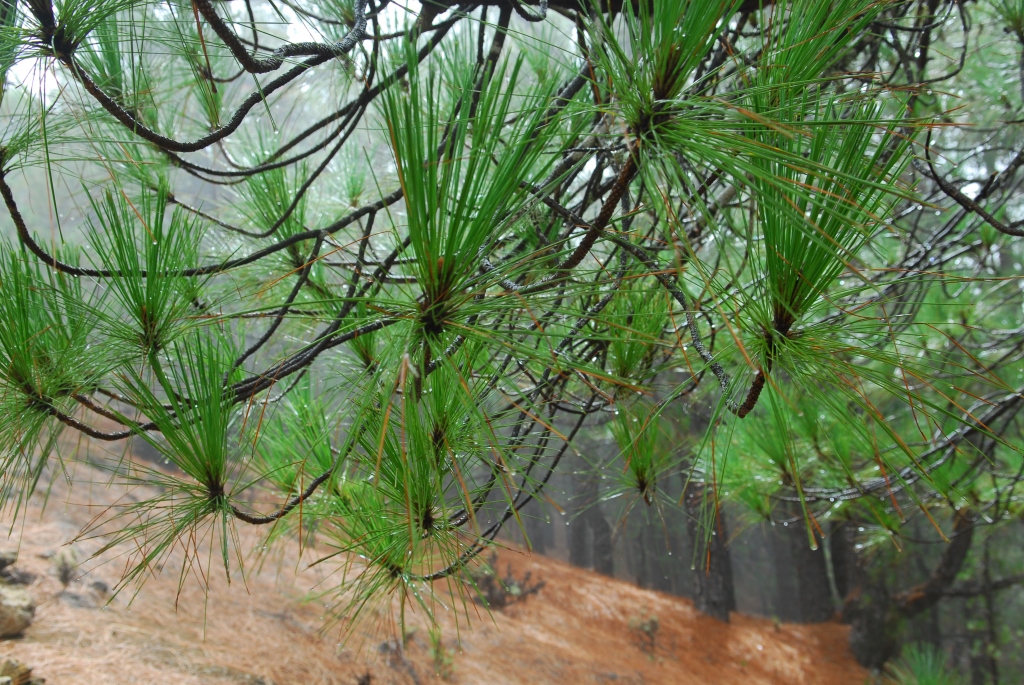 Rain making pine trees