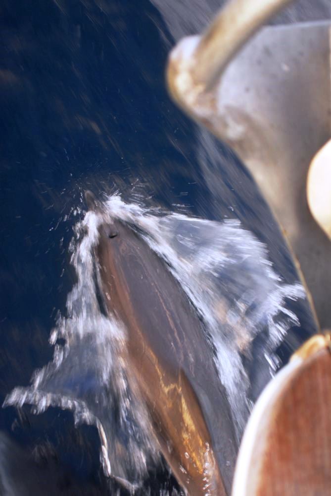 Dolphin playing wiht Yemanja at sunrise