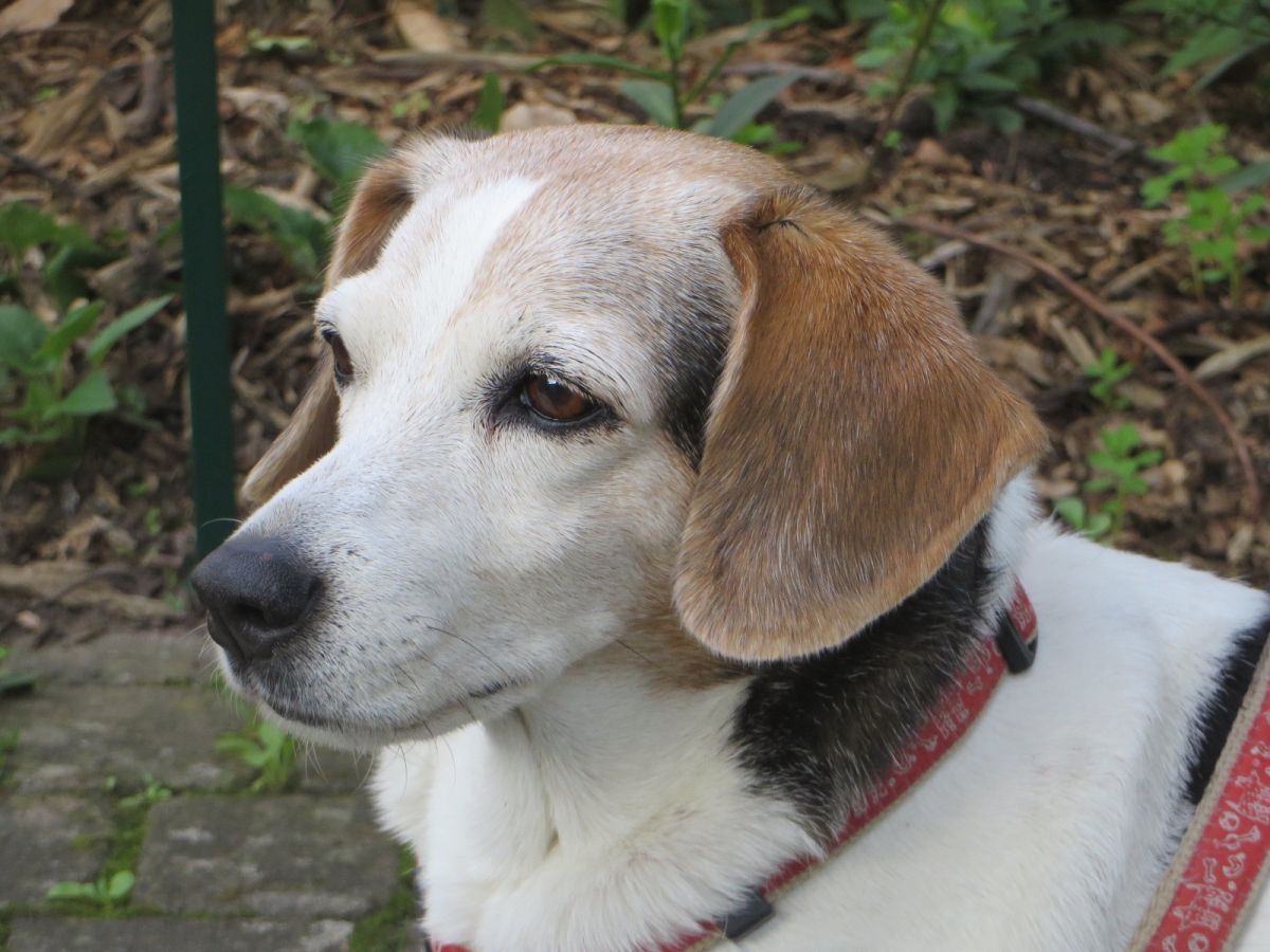 Tessa, unser waschechter brasilianischer Terrier