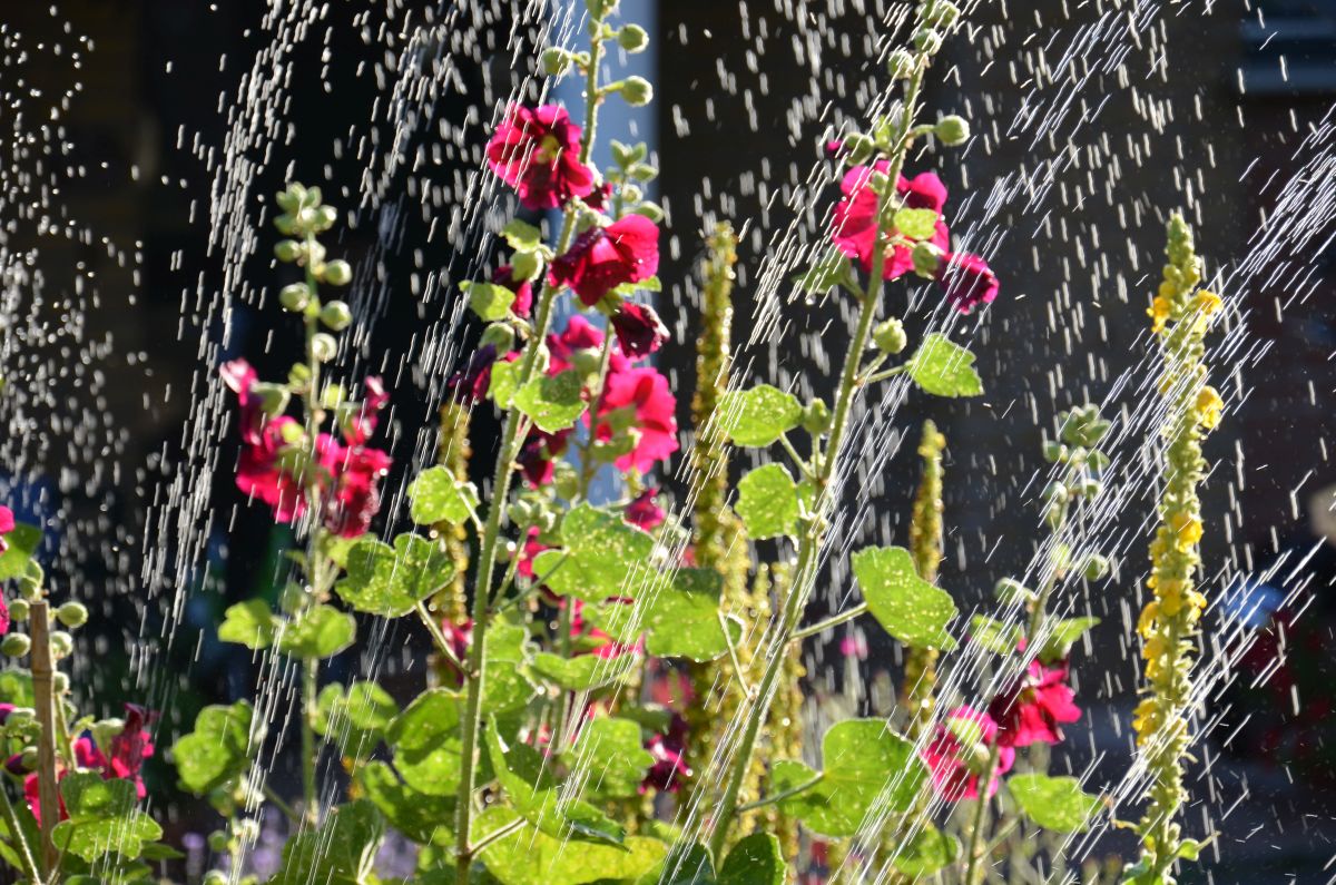 Stockrosen aus Edam