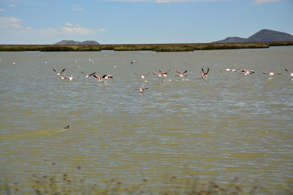 Flamingos, Popoo See
