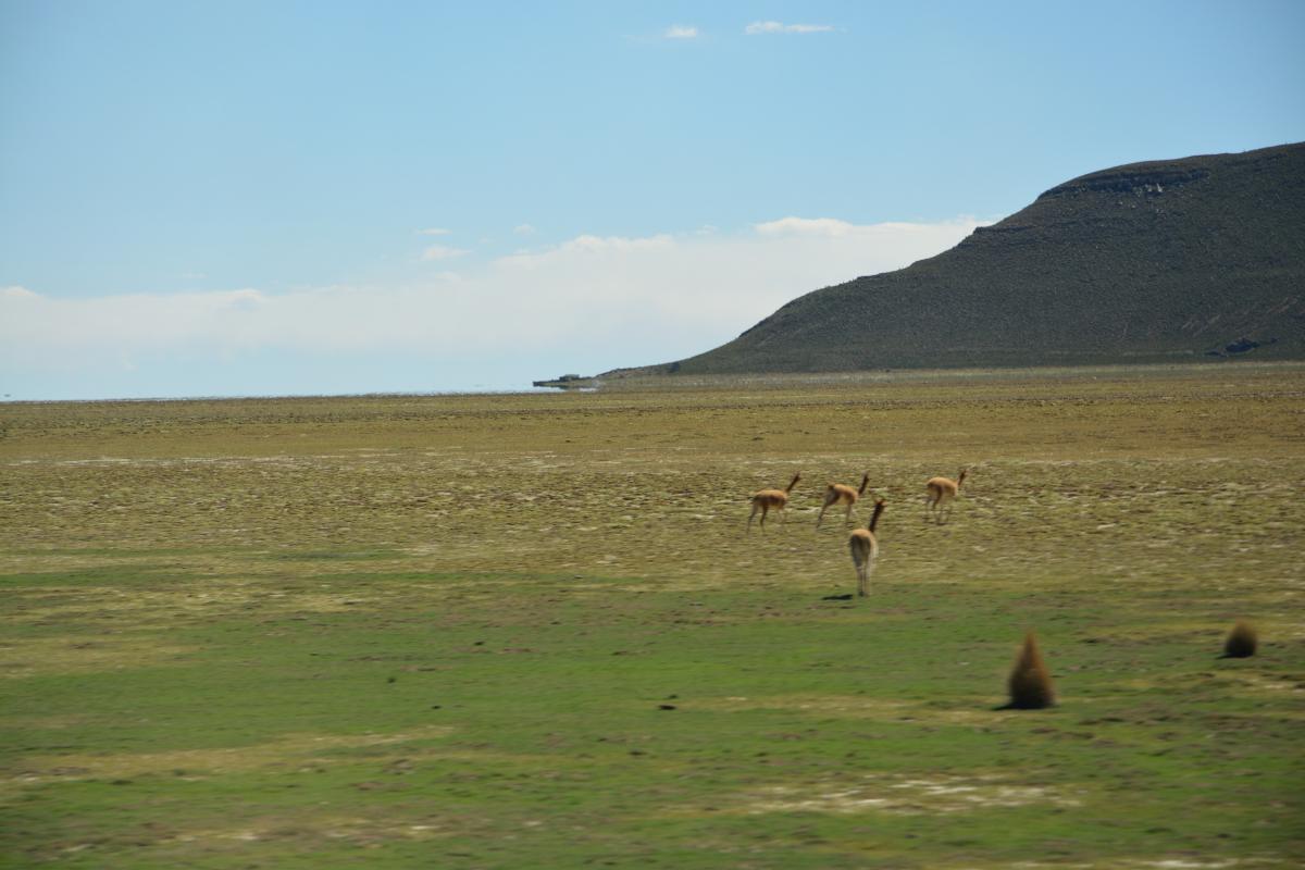 Altiplano, Bolivien