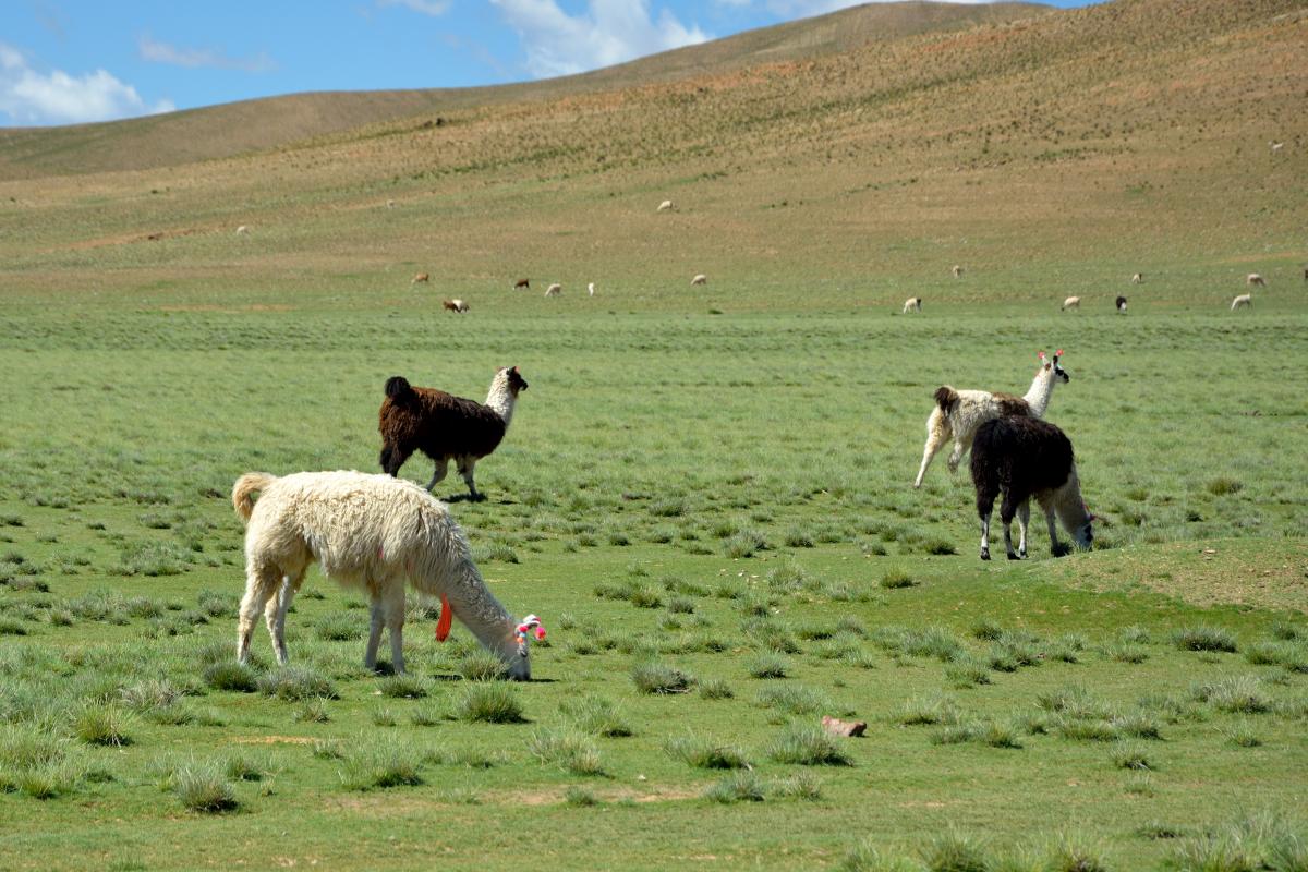 Lama, Uyuni Tour, Tupiza bis Quetana