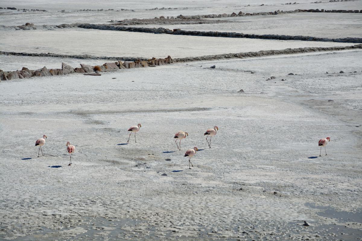 Solar de Uyuni Tour von Tupiza aus, 2. Tag: Lagune, Flamingos, Vulkane