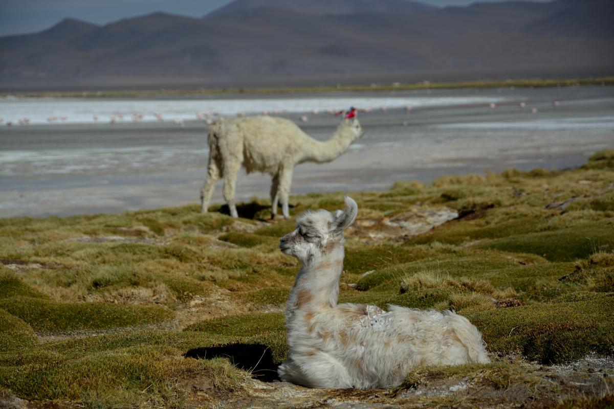 Lamas an der Laguna Colorada