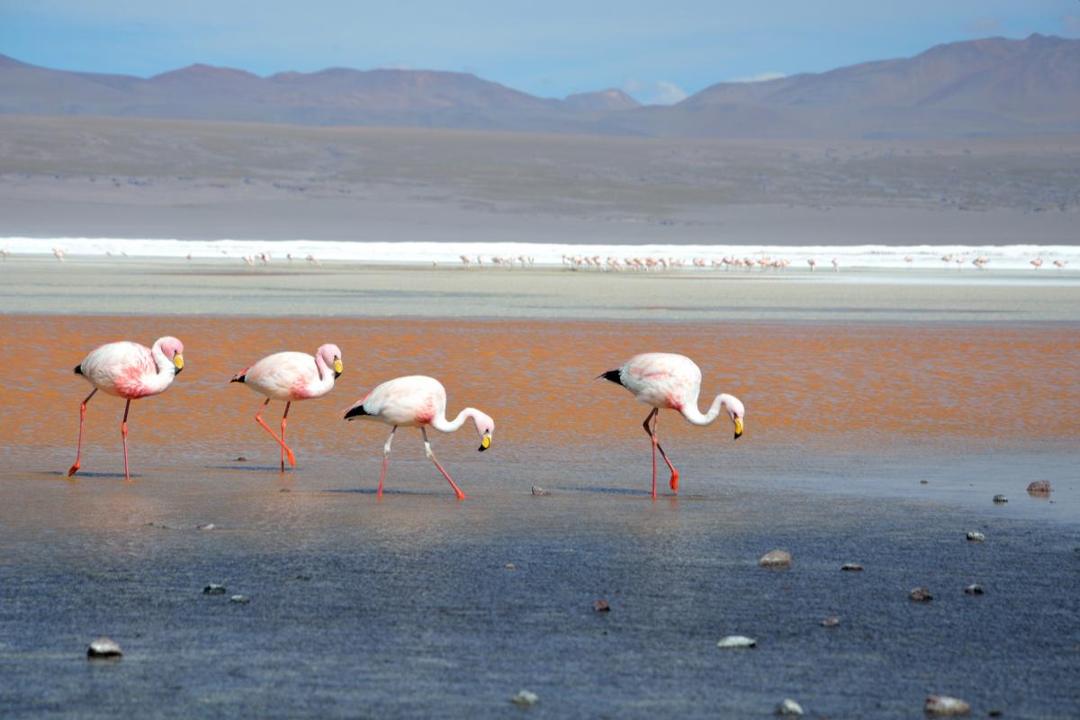 Flamingos in der Laguna Colorada, Uyuni Tour von Tupiza aus