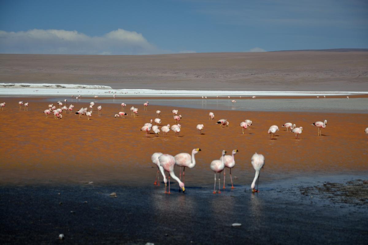 Laguna Colorada mit Flamingos, Uyuni Tour