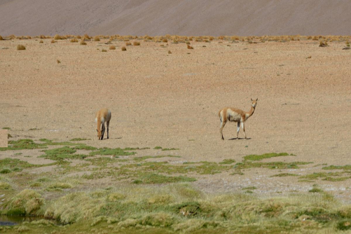 Vicunas