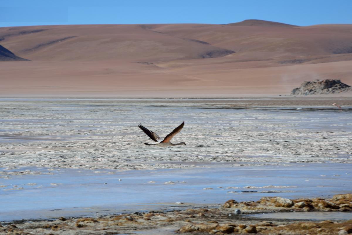 Uyuni 3F