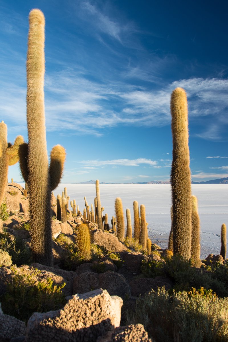 Salar de Uyuni - Kakteen auf der Isla Incahuasi