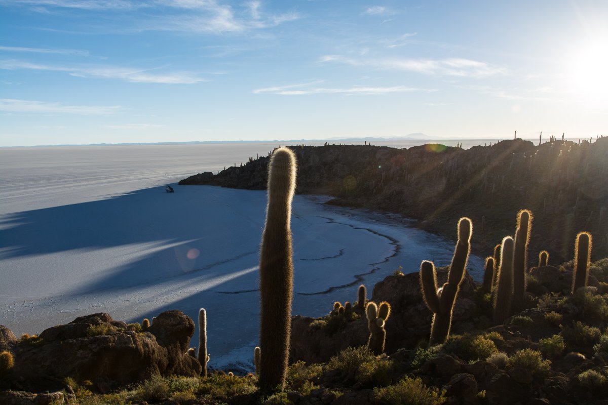 Salar de Uyuni - Kakteen auf der Isla Incahuasi: Hier kann man das Ufer erkennen