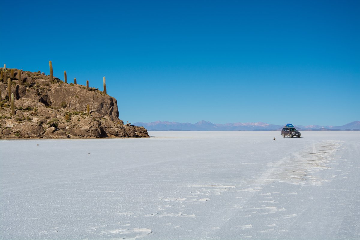 Salar de Uyuni - Kakteen auf der Isla Incahuasi