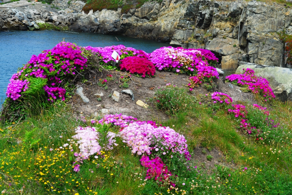 Mittagsblumen auf Guernsey