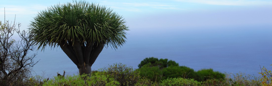 Drachenbaum auf La Palma