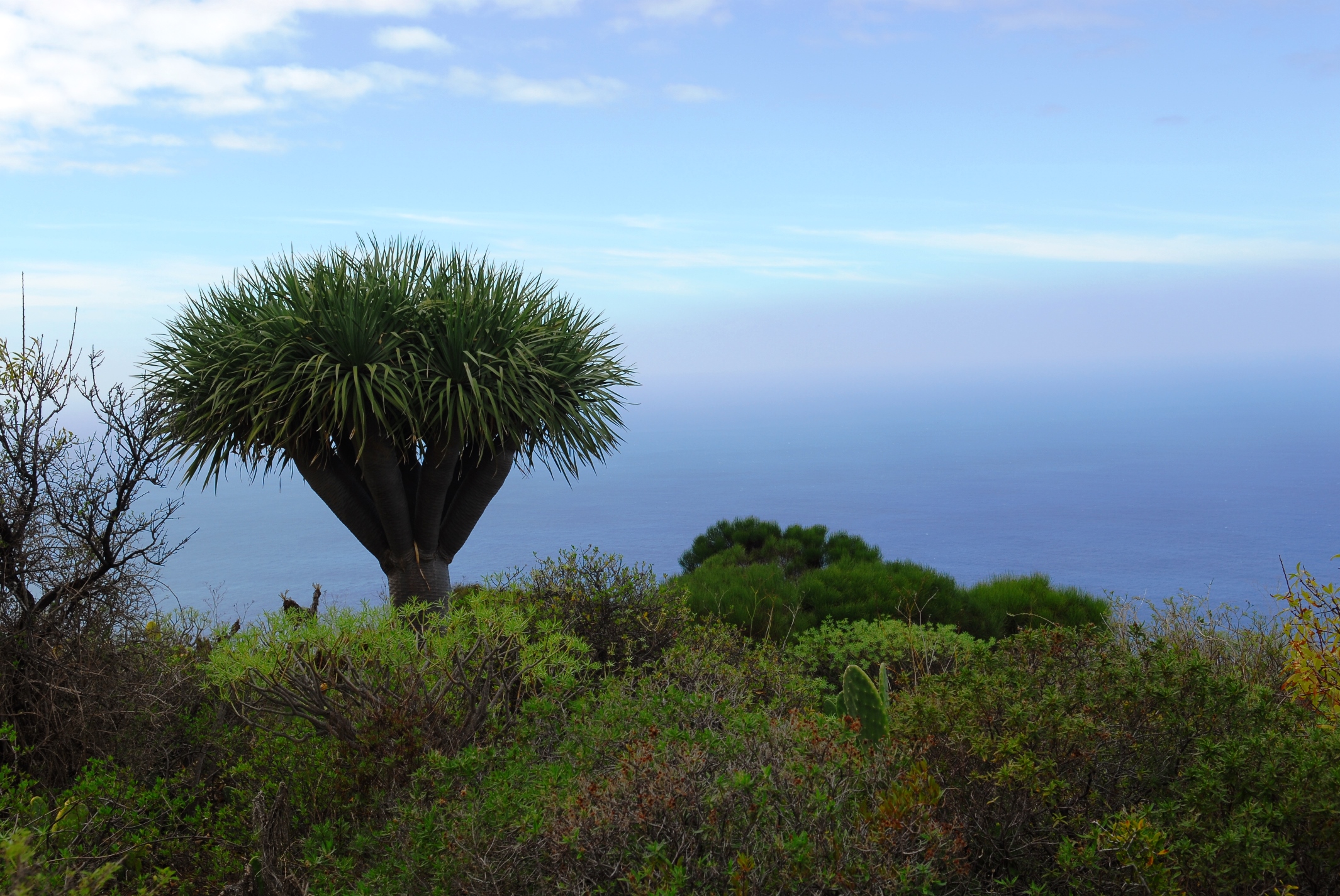 Drachenbaum auf La Palma