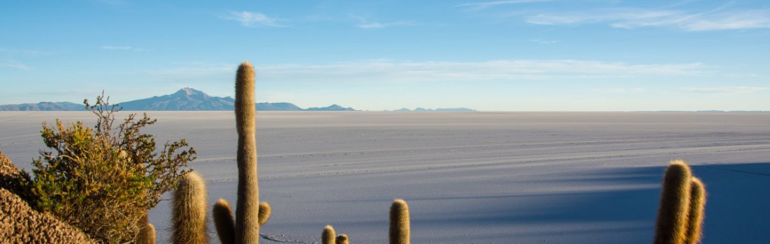 Salar de Uyuni - Kakteem auf der Isla Incahuasi