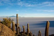 Salar de Uyuni - Kakteem auf der Isla Incahuasi