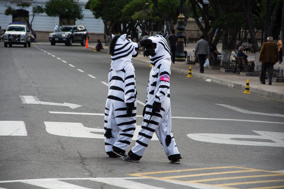 Lebender Zebrastreifen in Sucre