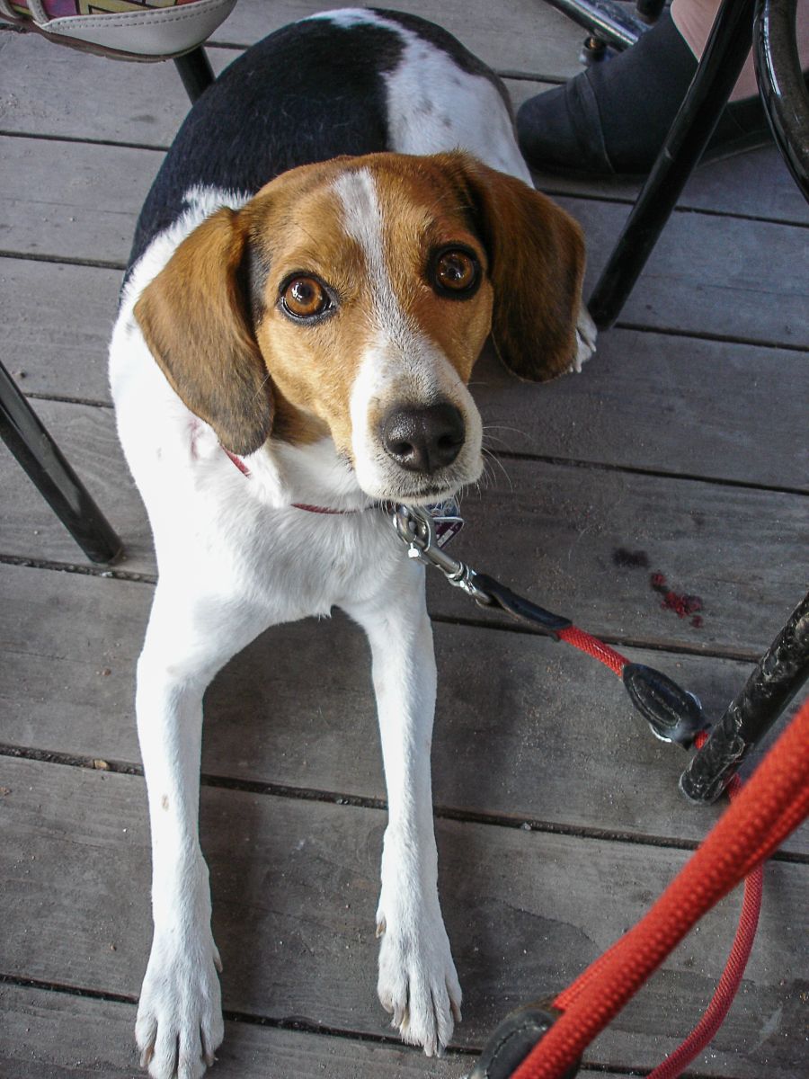 Tessa, der Glück bringende Hund