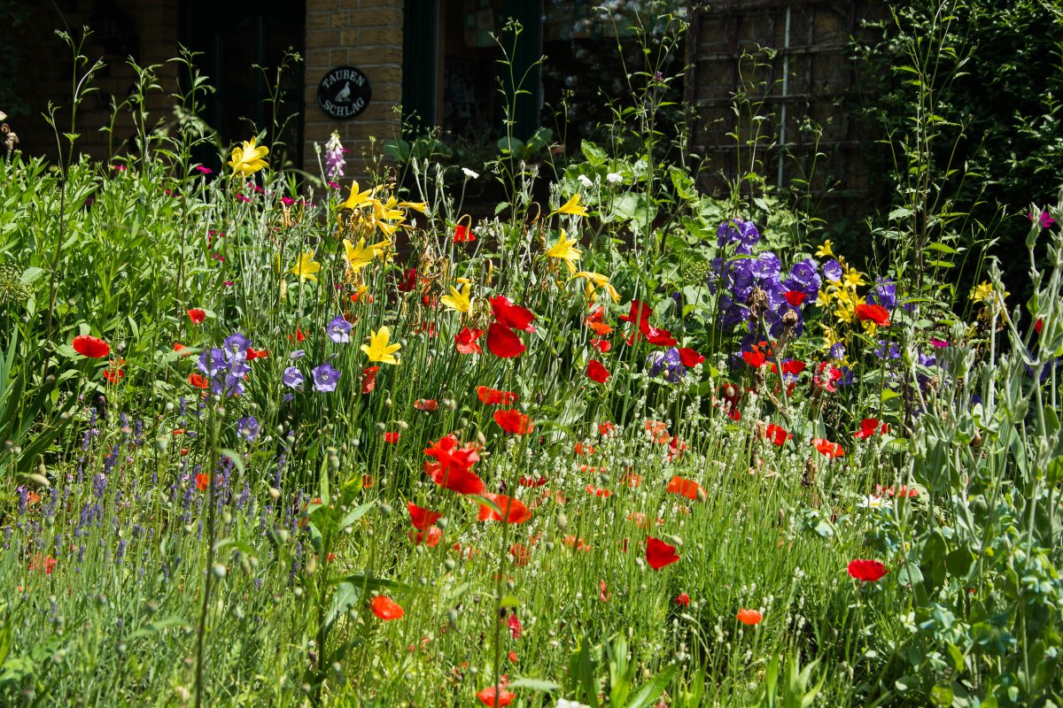 Mein Garten im Juni