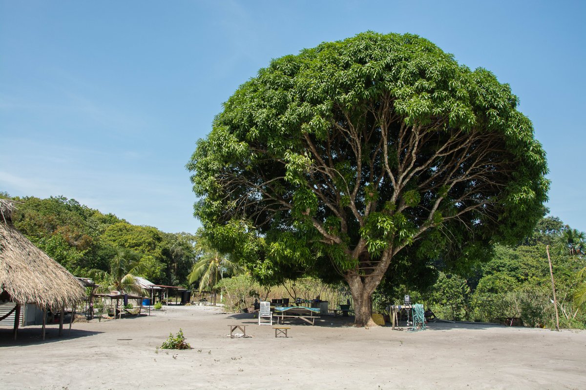 Gekocht und gelebt wird unter palmgedeckten Untertänden oder unterm Mangobaum