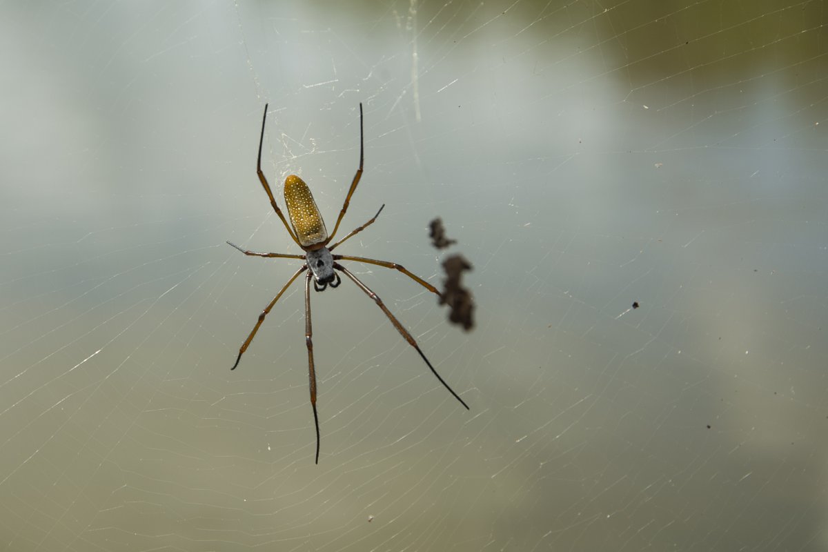 Hätte ich corher gewusst, dass die hier imWald lebt, hätte ich mir das überlegt: Körper 5 cm, die Beine könnt ihr euch ausrechnen