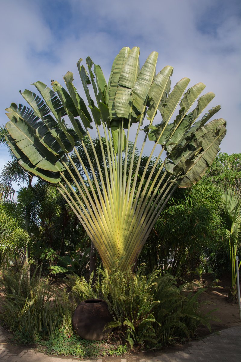 Ravenala - Blumen, Blüten und Pfanzen in Surinam 