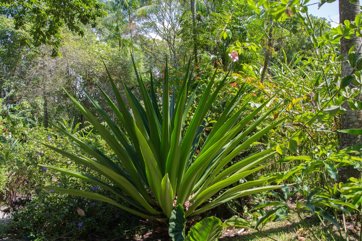 Diese Agave kann Krebs heilen