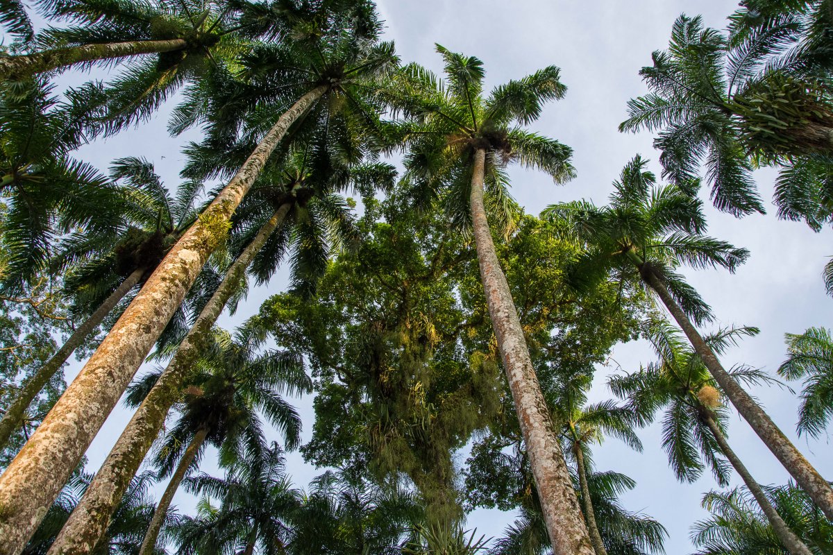 Die Palmen im Palmentuin in Paramaribo