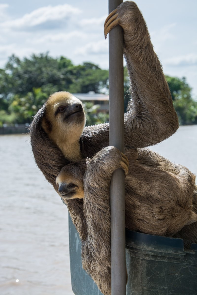 Sloth Rescue - Faultier Auswilderung in Surinam