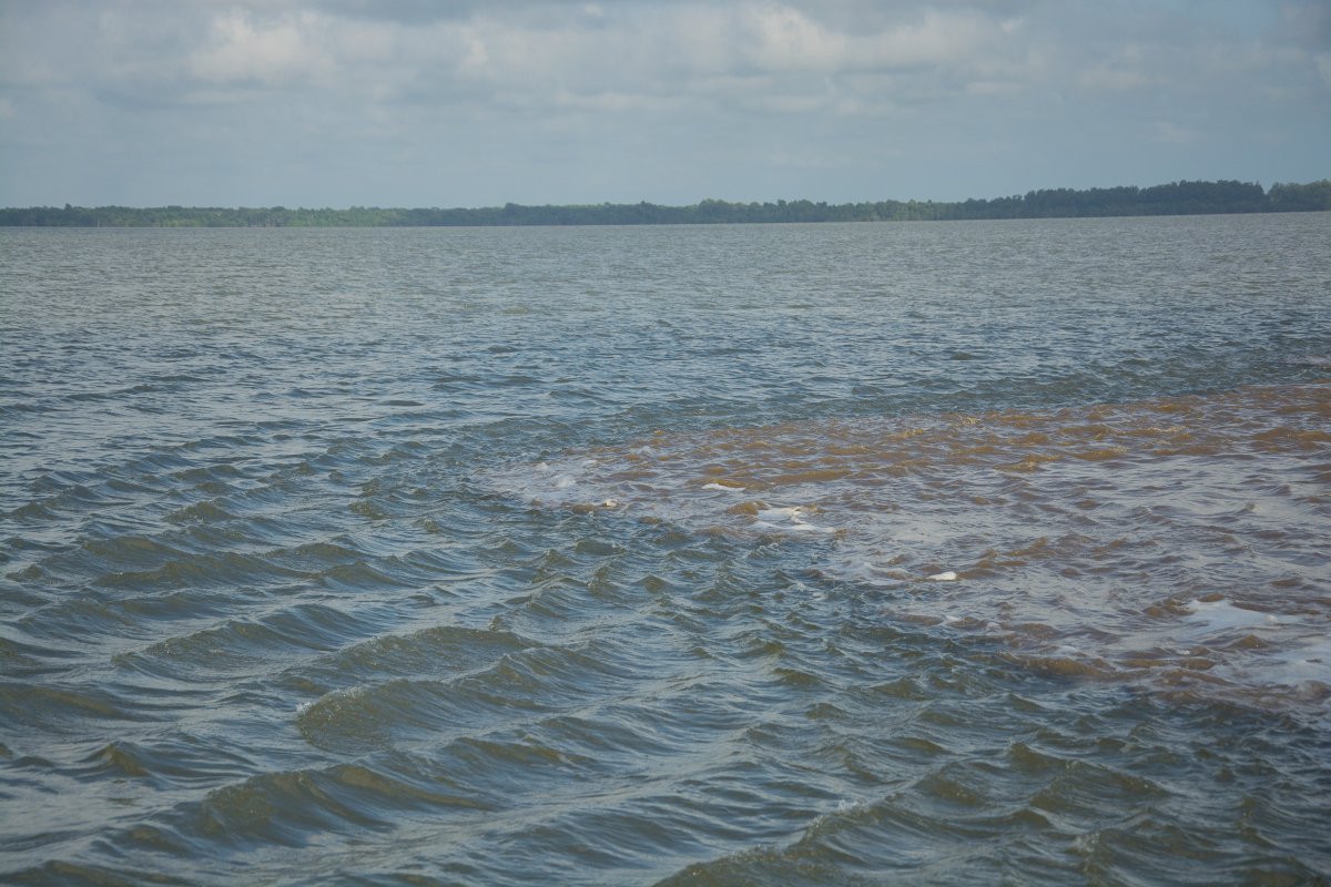 Das braune Wasser des Crique Coswine trifft auf das Wasser des Fleuve Maroni