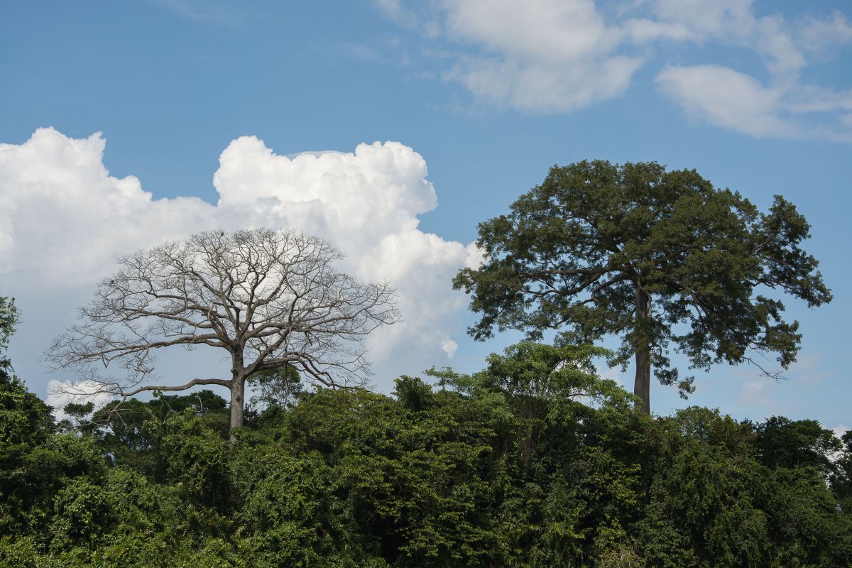 Kankantri oder Kakop Baum