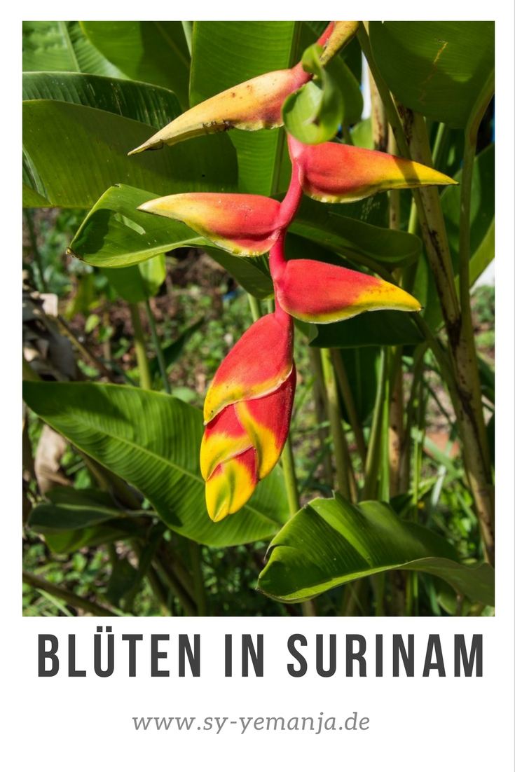 Helikonien - Blumen, Blüten und Pfanzen in Surinam 