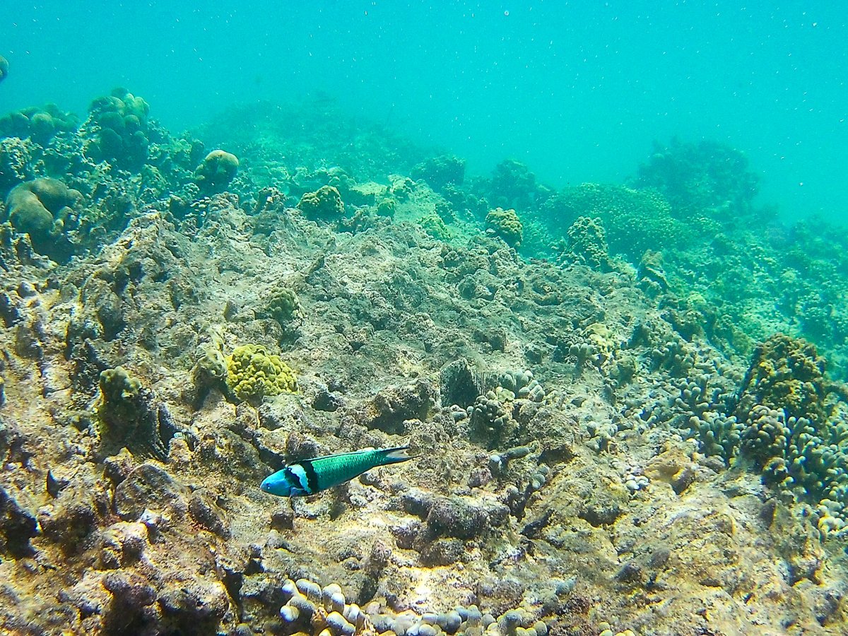 Carriacou - Segeln mit Yemanja