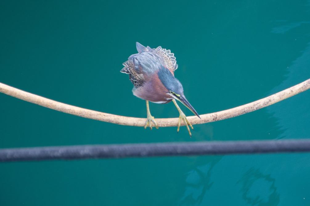 Vogel in Grenada - Segeln mit Yemanja