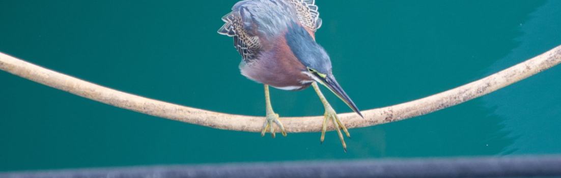 Vogel in Grenada - Segeln mit Yemanja