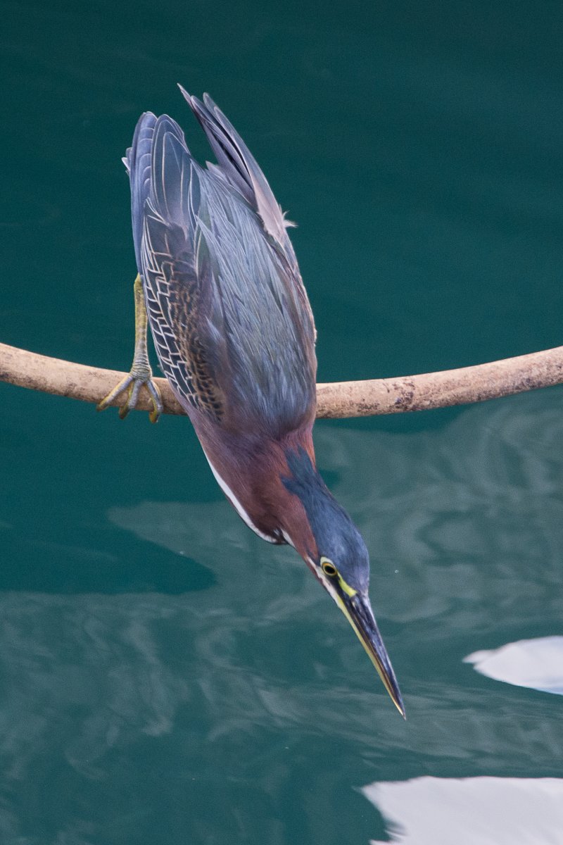 Vogel in Grenada - Segeln mit Yemanja