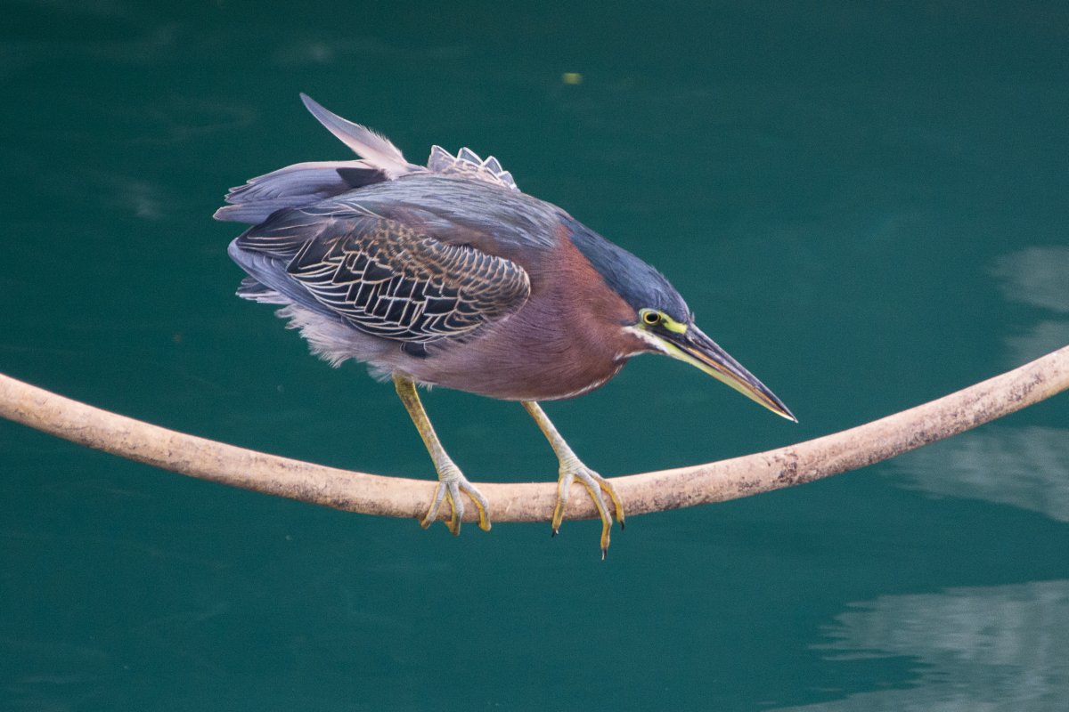 Vogel in Grenada - Segeln mit Yemanja