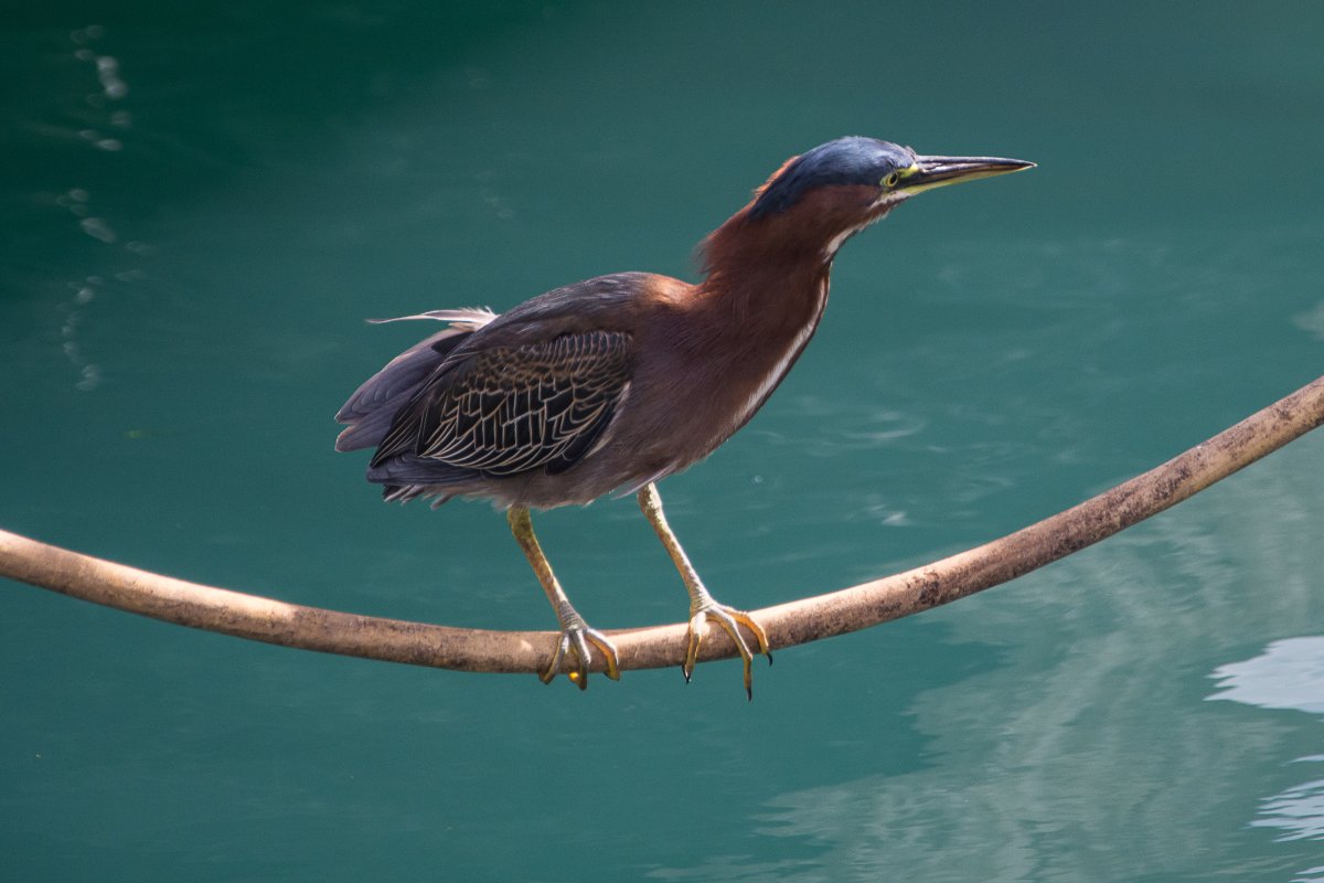 Vogel in Grenada - Segeln mit Yemanja