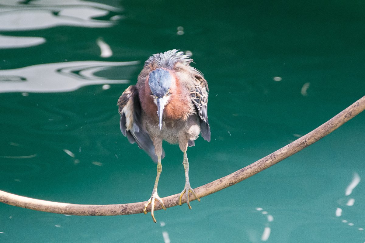 Vogel in Grenada - Segeln mit Yemanja