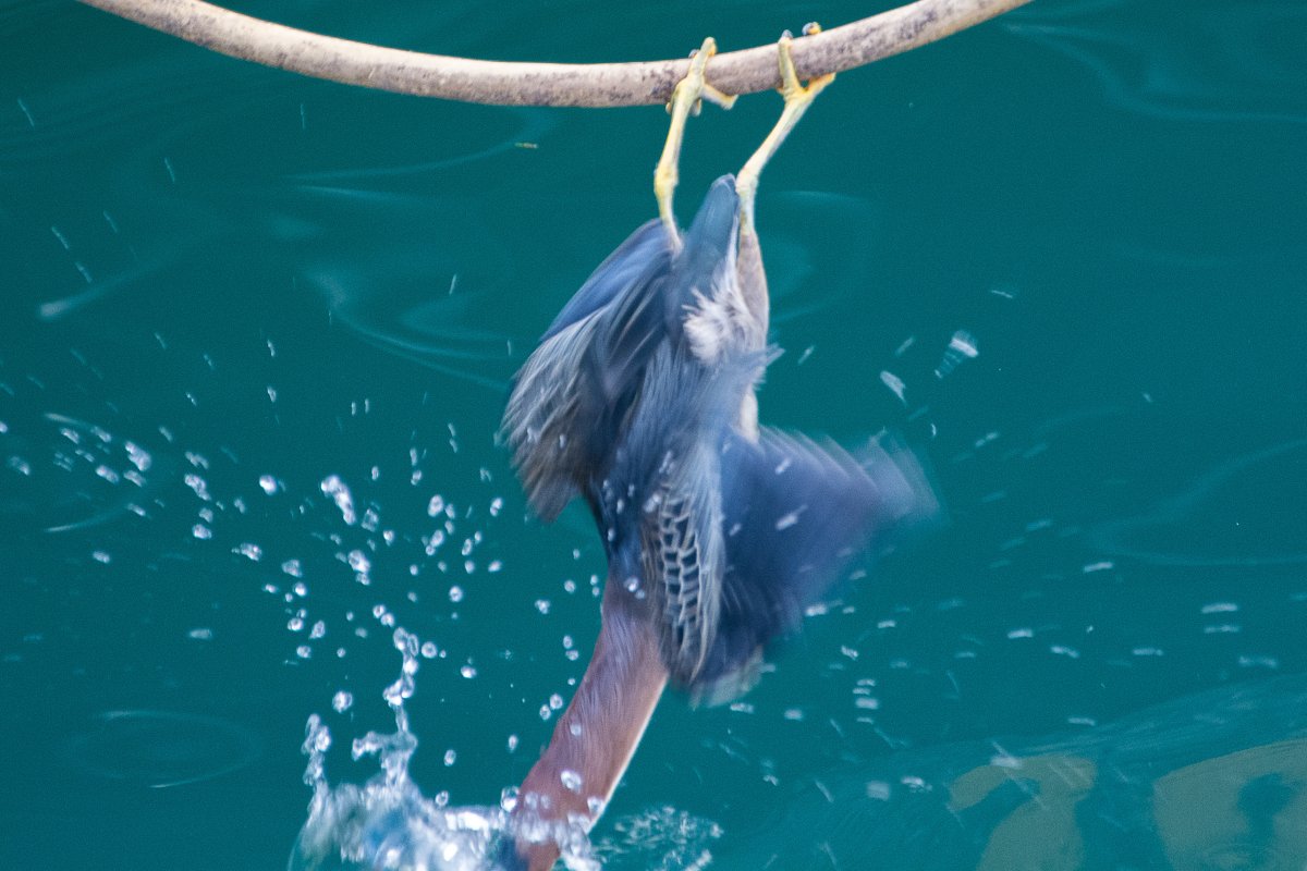 Vogel in Grenada - Segeln mit Yemanja