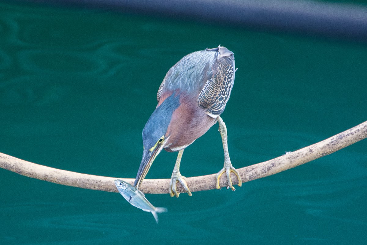 Vogel in Grenada - Segeln mit Yemanja