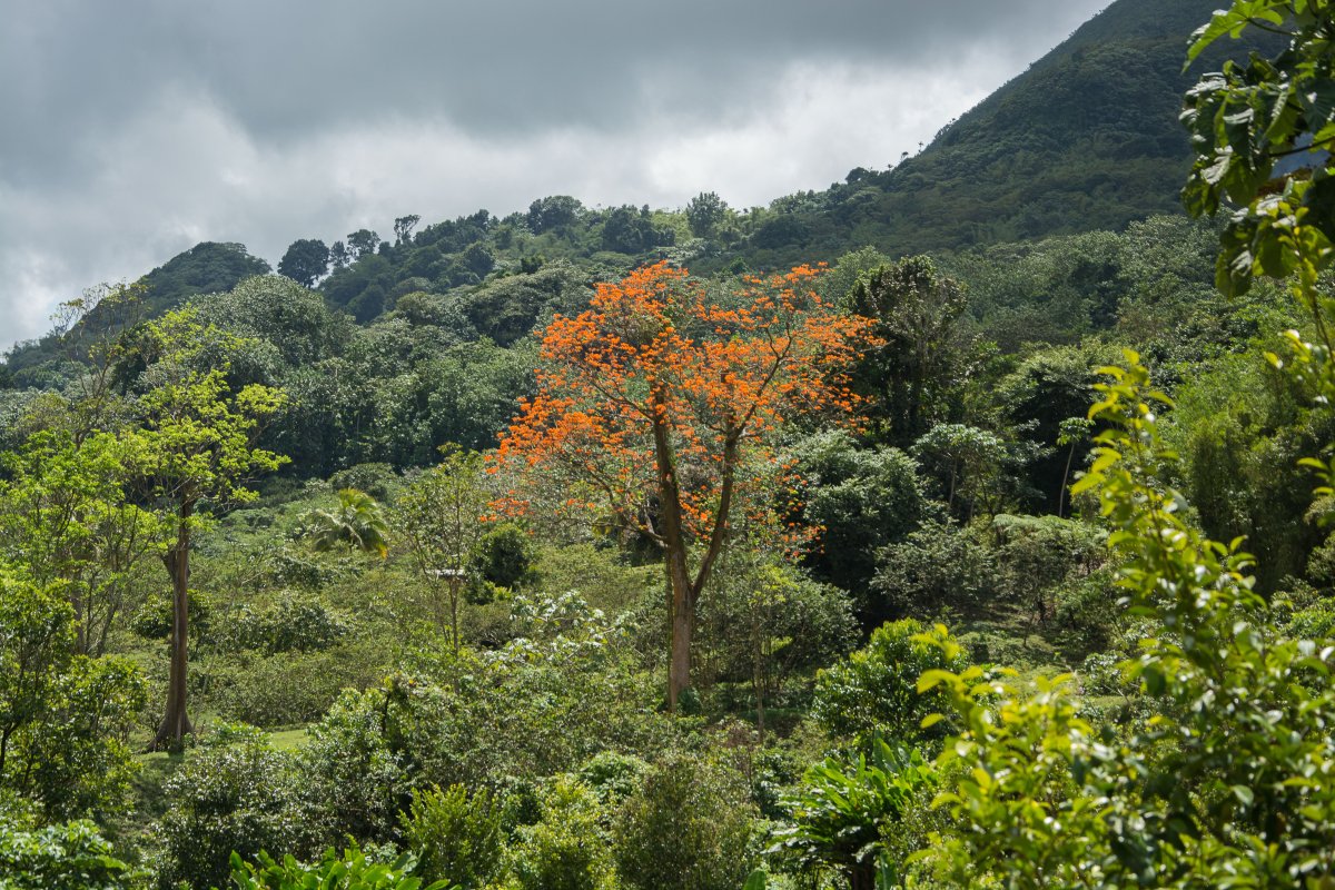 Auf dem Weg von Guayave nach Grenville