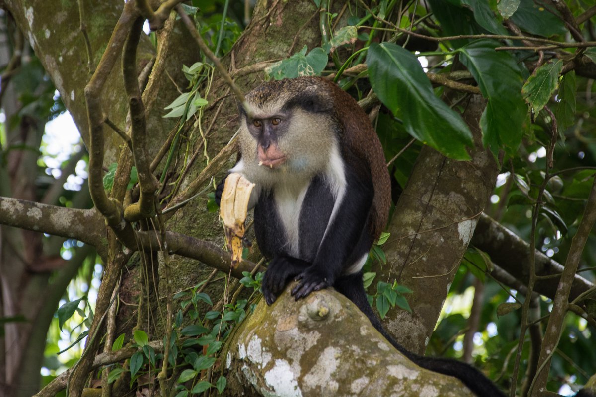 Mona Monkey auf Grenada