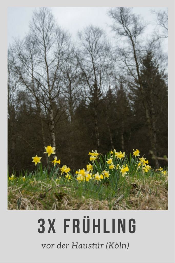 3x Frühling vor der Haustüre (Köln)