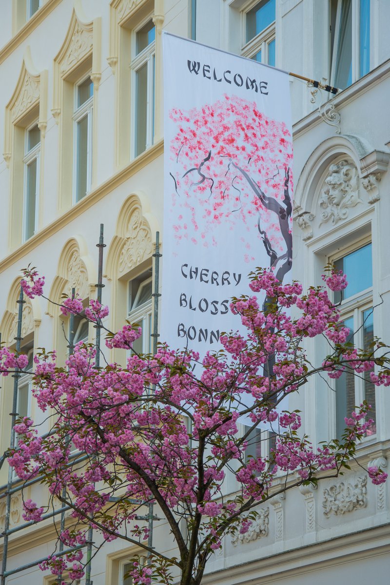 3x Frühling vor der Haustür - Kirschblüte in Bonn(Köln) - Kirschblüte in Bonn