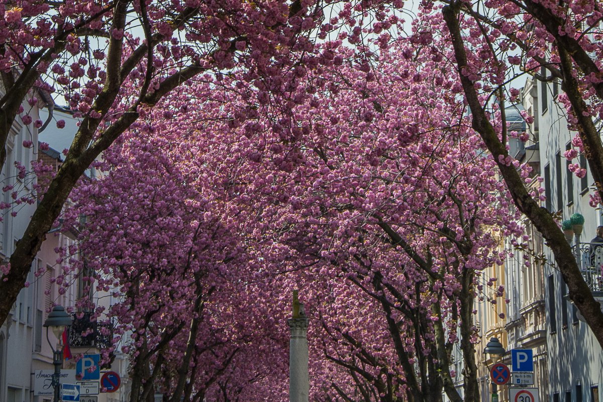 3x Frühling vor der Haustür (Köln) - Kirschblüte in Bonn