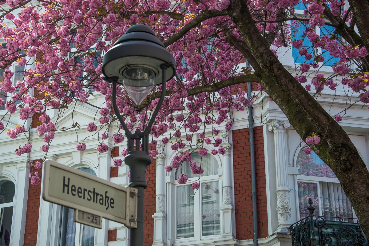 3x Frühling vor der Haustür (Köln) - Kirschblüte in Bonn